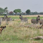 Botswana Wildlife Okavango Delta wilde hond zebra KS (2).jpg - Jambo Safari Club